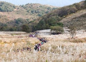 억새꽃 만발 포천 명성산...은빛 물결, 가을 감성 자극