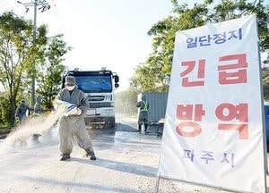파주시, ASF 사후 관리 총력… 돼지 수매· 살처분 완료
