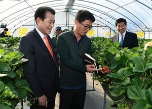 “새콤달콤한 강화섬 딸기 맛보세요”