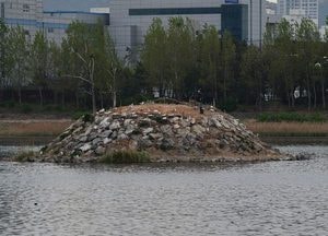 인천남동유수지, 멸종위기 Ⅰ급 저어새 보금자리