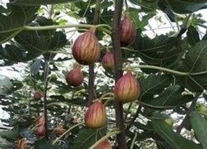 파주시, 애플망고 ‘열대과일’ 생산
