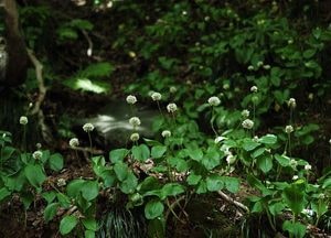 국립수목원, 울릉산마늘 새로운 한국특산식물로 발표