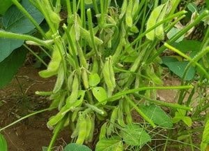 파주시, 장단콩 상표사용 업체 접수