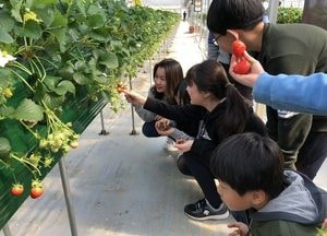 광주농기센터, 딸기농장 수확체험 프로그램 '인기'
