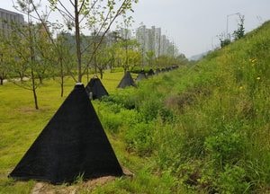 수원시 ‘그늘막 식재 공법’ 효과