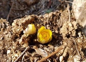 여주 황학산수목원 복수초···10일 이상 빠른 개화