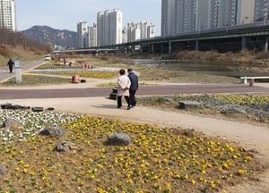 안양시, 봄꽃 수만 본 식재 봄향기 물씬