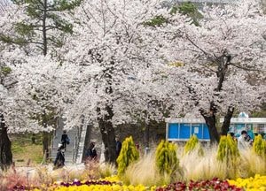 코로나19 사태 속에  피어난 벚꽃···구경하러 오지 마세요