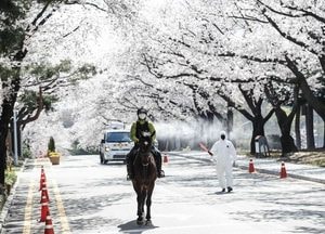 서울경마공원 벚꽃관람 불가… 전면 통제