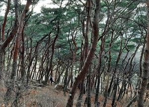 수원시, 팔달산 자연림 ‘천년의 소나무 숲’으로 가꾼다