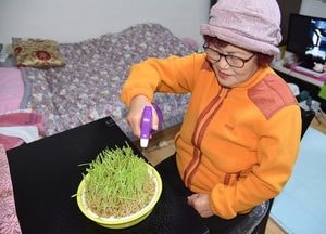 용인시 어르신 700여명 콩나물 재배 기트 전달