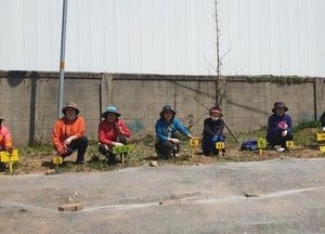 부평구, 지구의 날 기념 토양정화식물 해바라기 심어