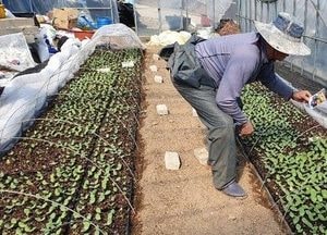 옹진군농기센터, 농가에 봄철 농작물 저온 피해 대비 당부