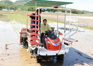 강화 지역 고품질 강화섬쌀 생산  모내기 본격 시작