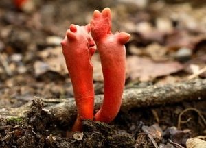 국립수목원, 식용으로 알려진 기존 버섯도 섭취 시 주의 필요