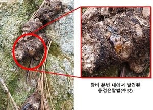 ‘담비’ 등검은말벌의 천적… 최초 확인