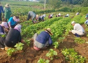 포천시, 노인 일자리 시장형 사업 전력 투구 나서
