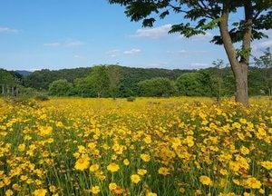 코로나19속 남한강에 핀  노란 금계국