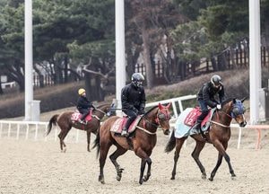 한국마사회, 19일부터 경마 재개…무관중·마주만 입장