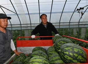 양평군, 물맑은 양평수박 출하 본격화