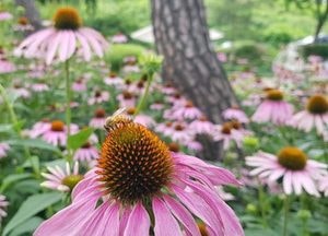 코로나19속 면역력 가진 '드린 국화' 활짝...