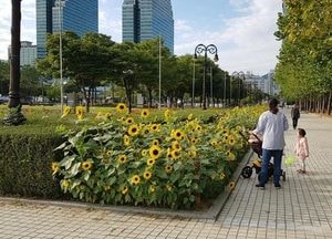 안양시 평촌중앙공원 힐링 꽃 명소로 탈바꿈된다