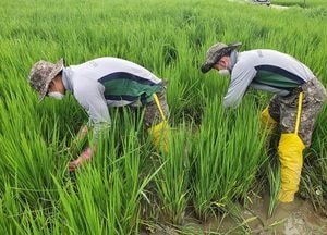수원시·제51보병사단, 수원청개구리 서식지 김매기 작업 지원 펼쳐