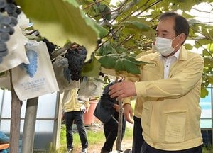 박윤국 시장, ‘포천 포도’ 첫 출하 농가 방문