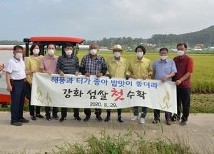 강화섬쌀 첫 벼베기…강화군수, 농민들과 함께 수확 기쁨 나눠