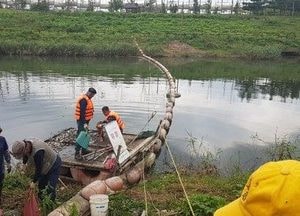 인천 서구, "심곡천 물고기 수천 마리 집단폐사 원인 규명 나서"