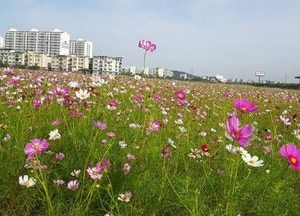 [포토] 코스모스 가득찬 인천 계양꽃마루