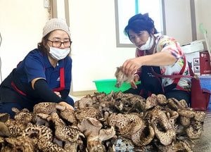 [포토] 여주시 도전리 올해 첫 능이버섯 수확