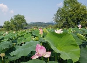 ‘세미원’ 재개장, “방역수칙 준수···관람객 안전 최우선”