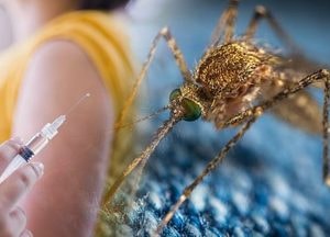 이천 신둔면 거주 60대 여성, 도내 첫 일본뇌염 확진