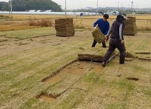 시흥시, 잔디농가 생산 한국잔디 ‘첫 출하’