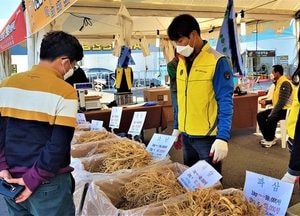 햇 수확 인삼, 경기동부 인삼농협유통센터서 워킹 스루 판매행사 개최