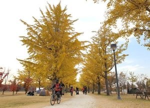 [포토] 노란 은행나무 속 힐링 ‘여주 강천섬 인산인해’