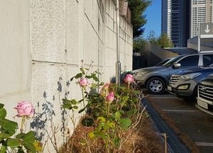 [포토] 때 잊은 장미꽃 여섯 송이... ‘영하 날씨 속 활짝’