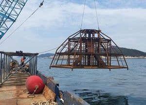 옹진군, 지속 가능한 어업기반 마련 55억 투입…올해 수산자원조성사업 추진
