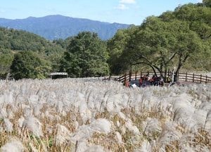 포천 산정호수 명성산 억새꽃 축제, 경기관광 대표축제 선정
