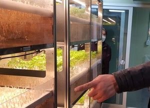 양주시 ‘기능성 새싹인삼’ 첫 수확