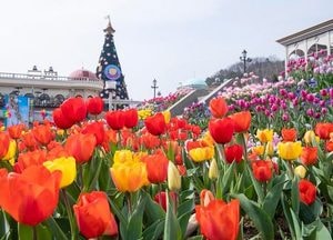 [특집] 추억이 방울방울! 봄꽃은 살랑살랑!…튤립·매화와 함께하는 ‘45주년 에버랜드’