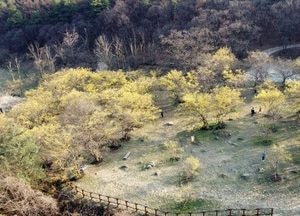 [드론이 본 세상] 노란 푹죽 터뜨린 '이천 산수유꽃'