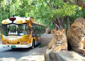 에버랜드"사파리버스 추억안고 굿바이"···45주년 맞아 사파리월드 올봄 선보인다