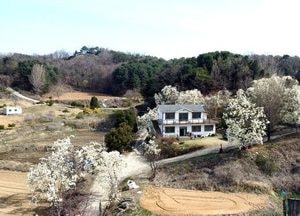 [포토] 목련꽃 향기 머무는 집... '발길 멈추게 해'
