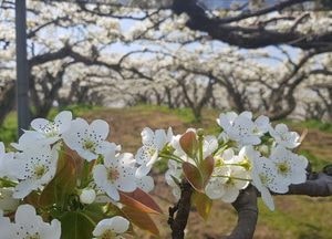 [포토] 명품 안성배의 고장 곳곳에 '배꽃 만발'