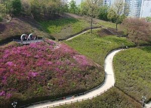 ‘군포 철쭉축제’ 지난해 이어 올해도 취소...‘현재 약 20%정도 개화’