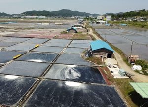[드론이 본 세상] ‘지난해 긴 장마, 최근 일본 원전 오염수’...국내 천일염 “폭등”