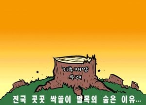 전국 곳곳 싹쓸이 벌목의 숨은 이유...