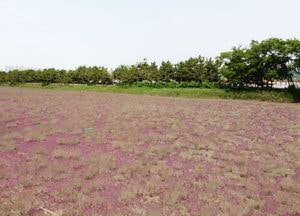 [드론이 본 세상] 드넓은 '갯벌'...인천 소래생태습지공원에 핀 ‘함초’ 장관